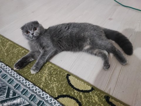 Ücretsiz scottish fold kedisi