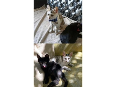 Oyuncu ve sevecen iki kardeş kedimiz