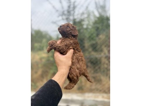 Kore toy poodle
