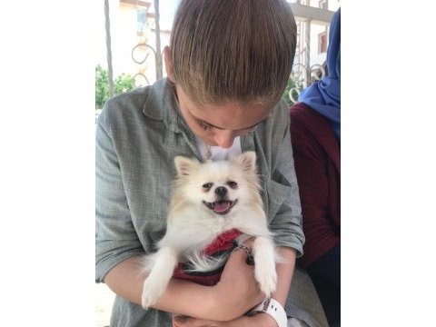 Orjinal sağlıklı ırk pomeranian boo
