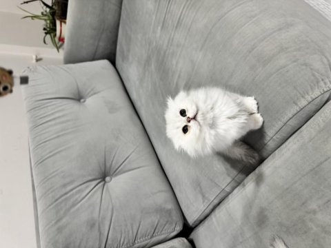 En tatlı scottish fold bebekler biziz
