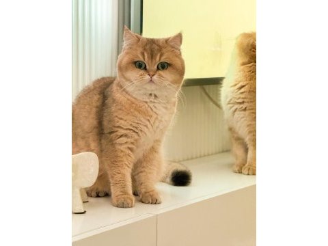 Golden british shorthair yavrular