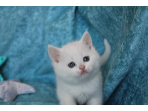 Muhtesem british shorthair ve scotish fold bebeklerim