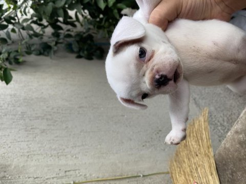 45 günlük fransız dişi merle bulldog