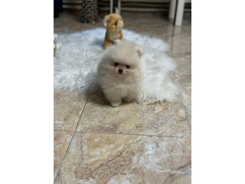 Pomeranian boo yavruları