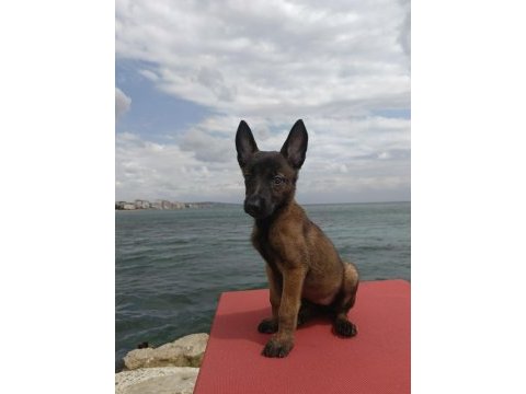 Belçika kurdu yavrular