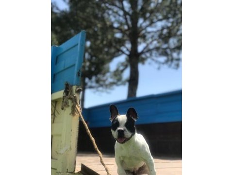 Süper fransız bulldog