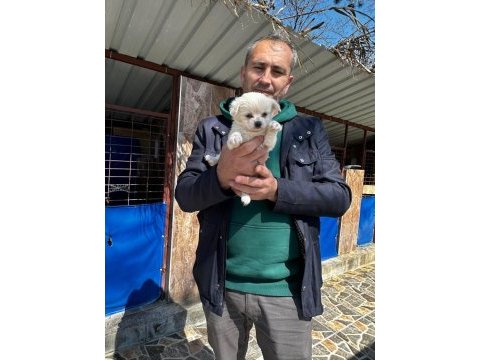 Morkie yavrularımız