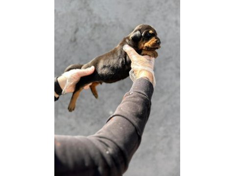 Doberman erkek yavruları