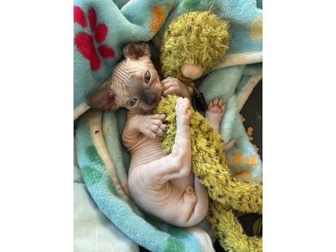 Ozyfelınes seçkin sphynx yavruları