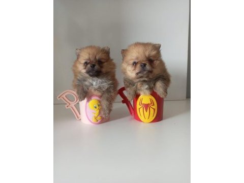 Teacup pomeranian yavruları