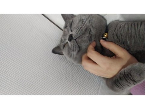 Aşıları tam british shorthair