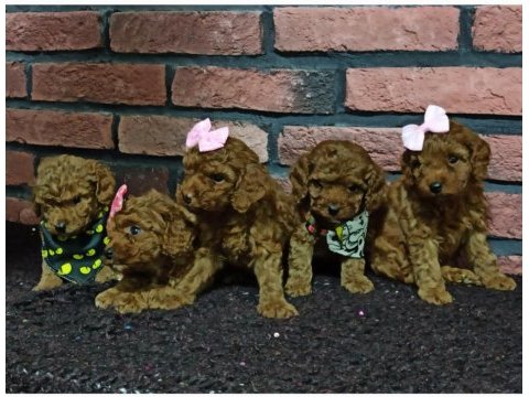 Safkan poodle yavrularımız