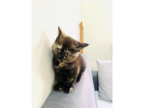 British shorthair dişi black tortie