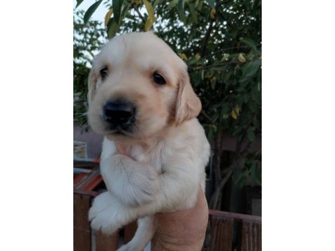 Golden retriever yavrularımız ırk garantilidir