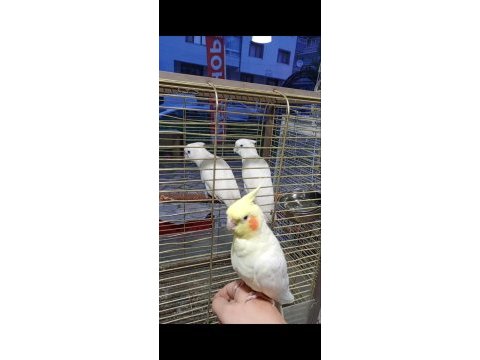 Kakadu papağanı