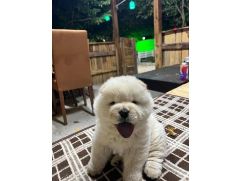 Chow chow (çin aslanı) yavruları