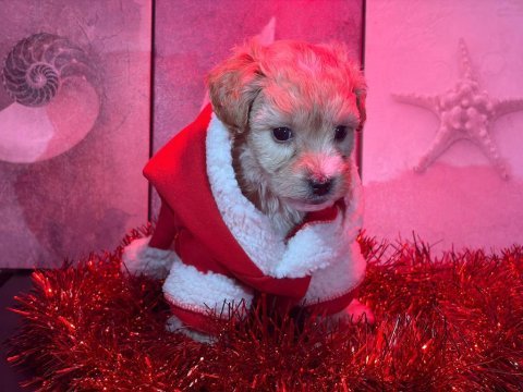 Minyatür maltipoo yavrular