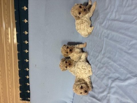 Maltipoo köpeğimiz