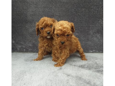 Toy poodle tatlı erkek minnaklar ruhsatlı çiftlik
