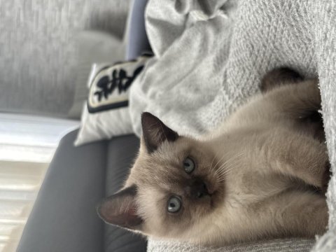 British shorthair (blue point)