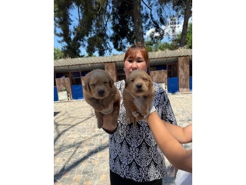 Golden retriever yavrularımız
