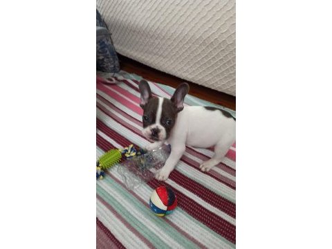 Son erkek french bulldog yavrum