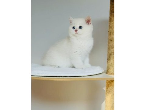 Safkan şecereli anne babadan ay33 kodunda british shorthair