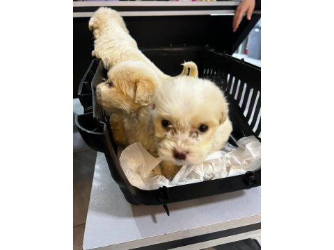 Sıfır numara terrier köpeği yavrularımız
