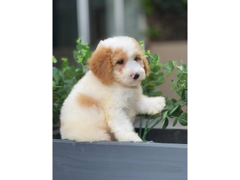 Oyuncu labradoodle yavrularımız