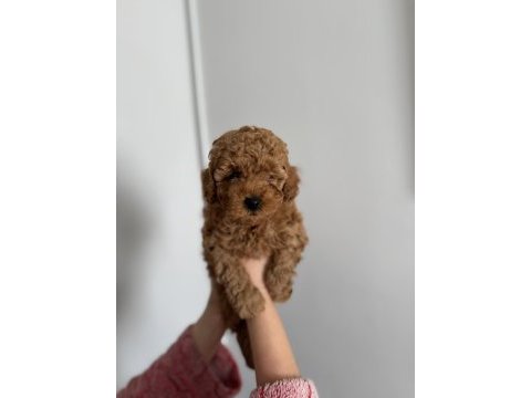 Toy poodle 3 erkek