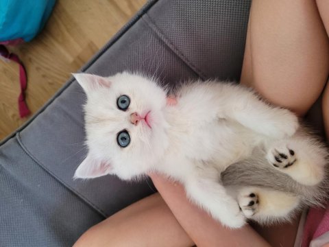 British shorthair