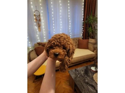 Toy ve teacup poodle teslime hazır yavrular