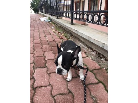 French bulldog köpeğimiz