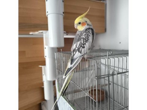 1 yaşında ele alışkın konuşan sultan papağanı