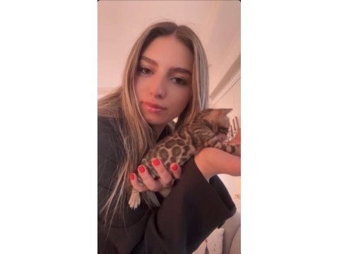 Safkan bengal yavruları ozyfelines