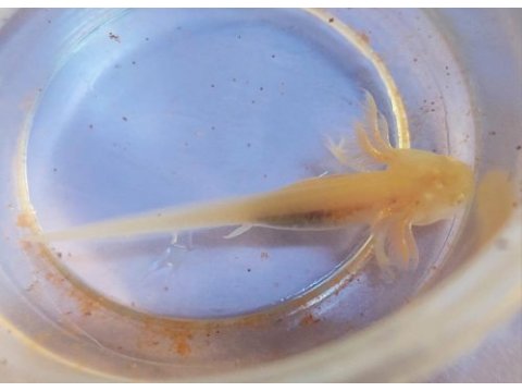 Axolotl yavrularım
