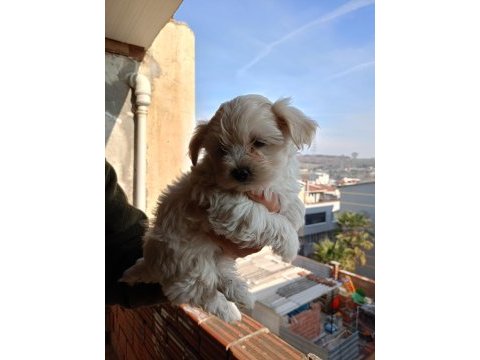 A kalite maltipoo yavrular