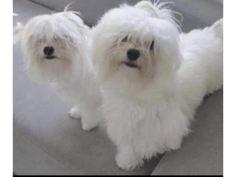 Teacup maltese terrier yavruları
