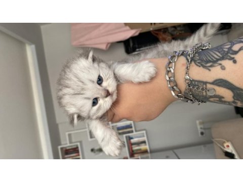 Eskişehir tepebaşı british longhair