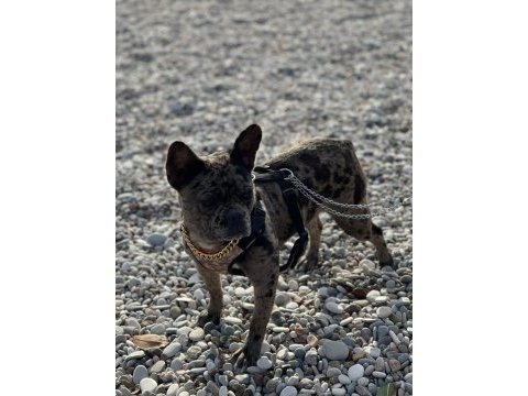 Egzotik merle french bulldog