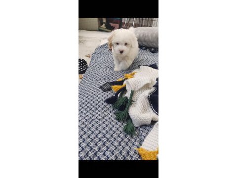 2.5 aylık maltipoo