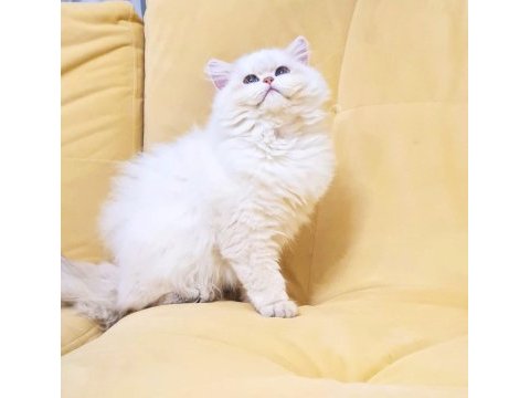 Orjinal british longhair golden ay point yavrum