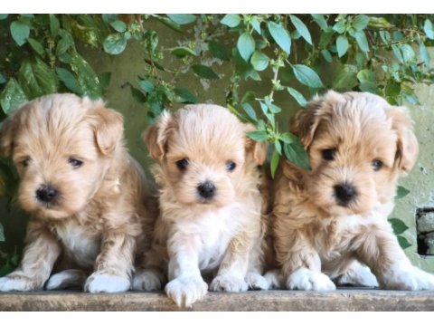 Maltipoo bebekler