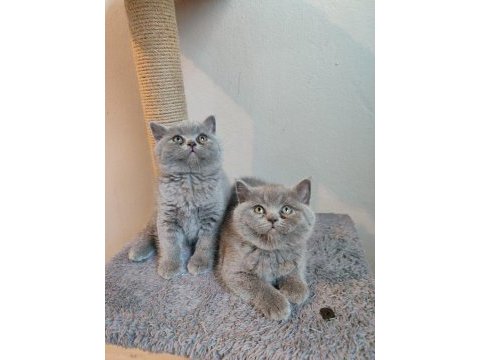Ayıcık peluş british shorthair yavrular