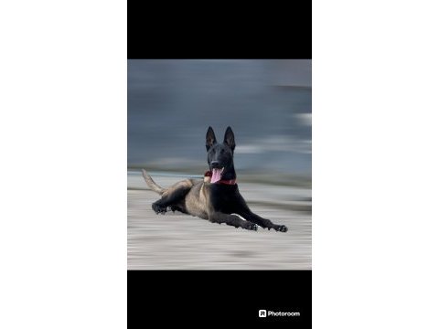 Full maske koyu renk belçika kurdu