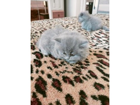 British longhair kedimiz 1,5 aylık