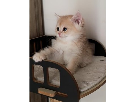 Lilac golden erkek yavru kedimiz