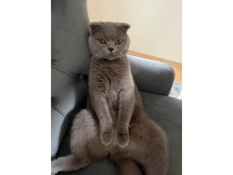 Scottish fold kedimiz 2 yaşında
