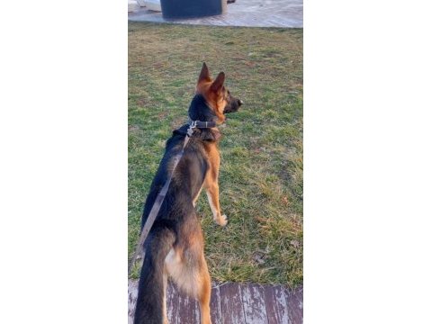 Şecereli alman kurdu köpeğimi sahiplendiriyorum